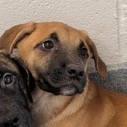Shelter Stray Female Dog last seen Near , 2600 S Harding St, Indianapolis, IN 46221, USA