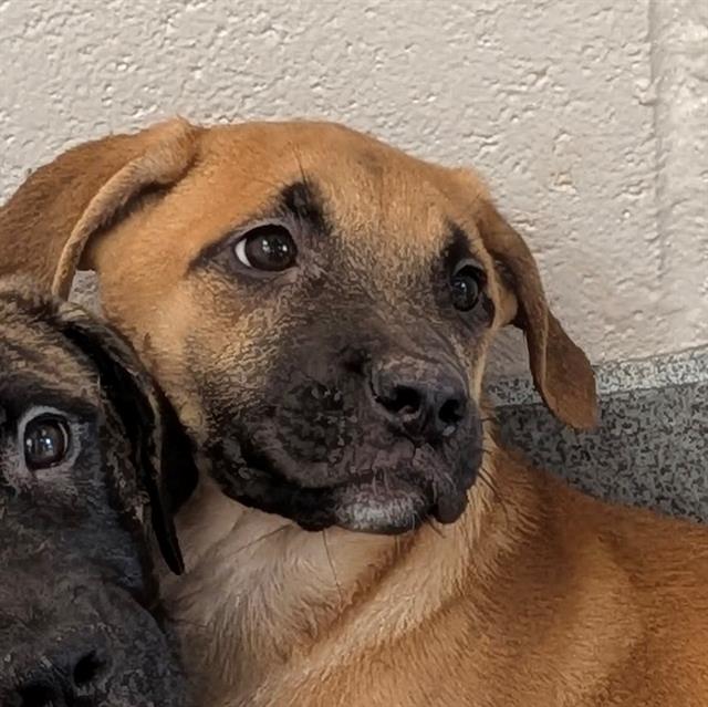 Shelter Stray Female Dog last seen Near , 2600 S Harding St, Indianapolis, IN 46221, USA