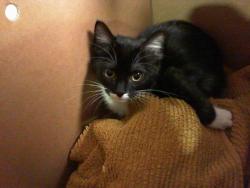 Shelter Stray Female Cat last seen CHARLOTTE, 8315 Byrum Dr, Charlotte, NC 28217, USA