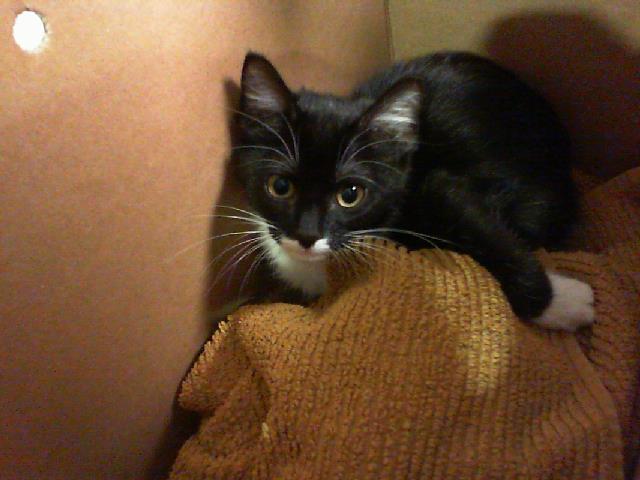 Shelter Stray Female Cat last seen CHARLOTTE, 8315 Byrum Dr, Charlotte, NC 28217, USA