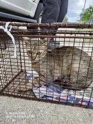 Shelter Stray Female Cat last seen BLOCK OF 600 RUIZ ST, 4710 TX-151, San Antonio, TX 78227, USA
