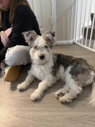 Found/Stray Female Dog last seen 6th and sable, Aurora, CO 80011