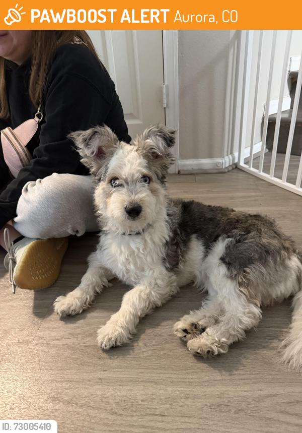 Found/Stray Female Dog last seen 6th and sable, Aurora, CO 80011