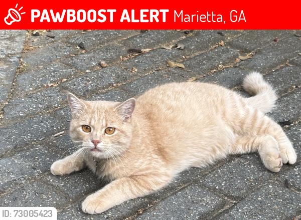 Lost Male Cat last seen near intersection of delk road and terrill mill road, Marietta, GA 30067