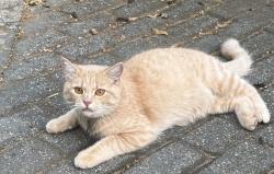 Lost Male Cat last seen near intersection of delk road and terrill mill road, Marietta, GA 30067