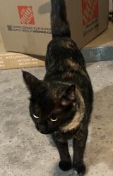 Reunited Unknown Cat last seen Scottsdale, Scottsdale, AZ 85259