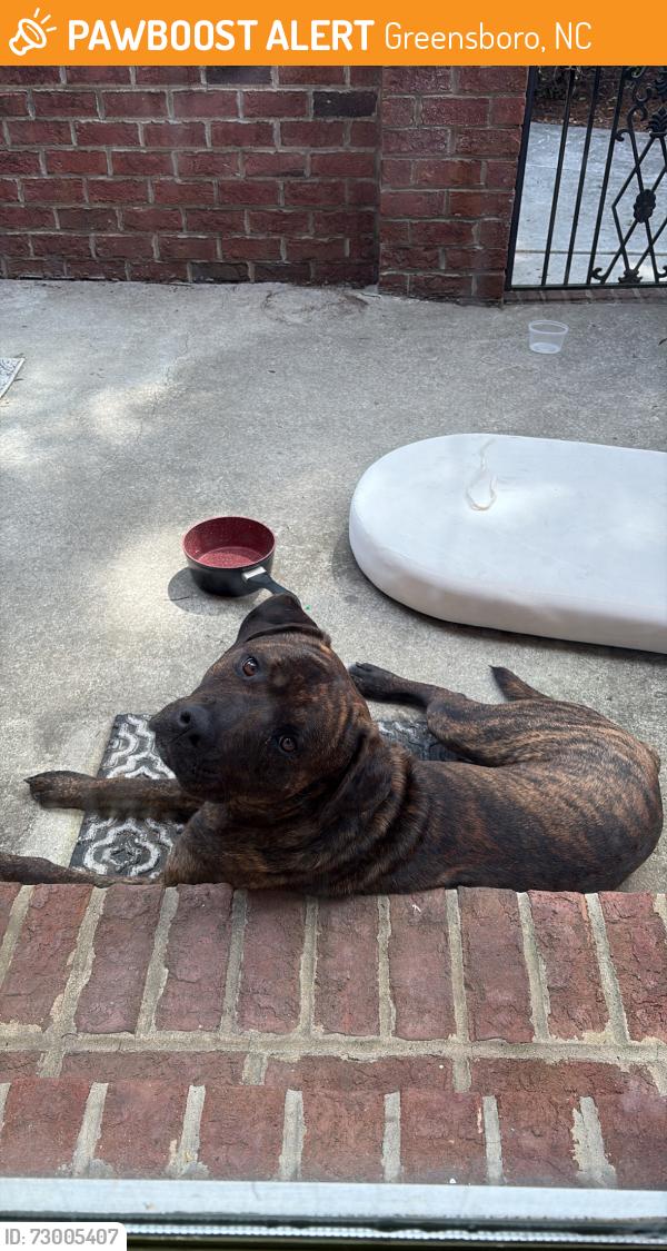 Found/Stray Male Dog last seen On MLK going towards downtown Greensboro , Greensboro, NC 27406