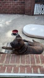 Found/Stray Male Dog last seen On MLK going towards downtown Greensboro , Greensboro, NC 27406