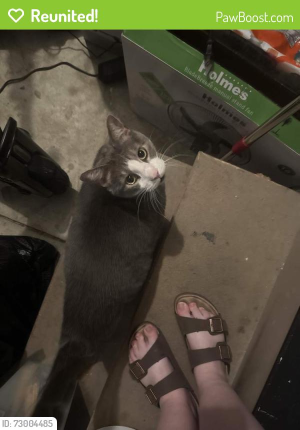 Reunited Male Cat last seen 154th and Harrison, Omaha, NE 68138