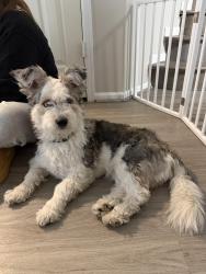 Found/Stray Female Dog last seen Near E Ellsworth Ave, Aurora, CO 80012, Aurora, CO 80011