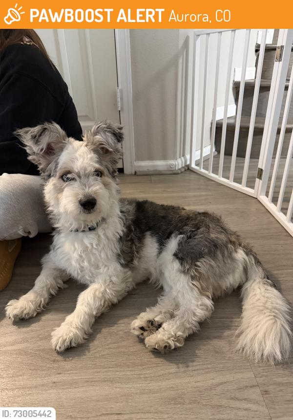 Found/Stray Female Dog last seen Near E Ellsworth Ave, Aurora, CO 80012, Aurora, CO 80011