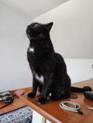 Lost Male Cat last seen Maple ave w, Higganum, CT, Haddam, CT 06441