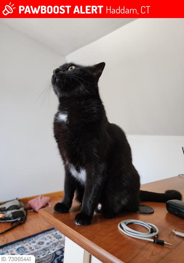 Lost Male Cat last seen Maple ave w, Higganum, CT, Haddam, CT 06441