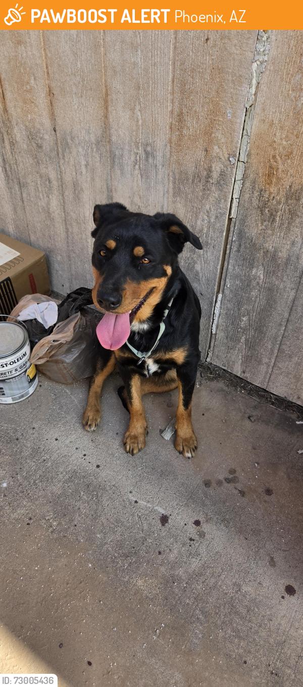 Found/Stray Female Dog last seen 35th and Cactus, Phoenix, AZ 85029
