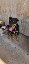 Found/Stray Female Dog last seen 35th and Cactus, Phoenix, AZ 85029