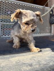 Reunited Male Dog last seen molino way and rubidoux, Jurupa Valley, CA 91752