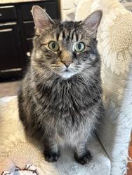 Lost Female Cat last seen Adam’s st or wilder area , Lowell, MA 01851