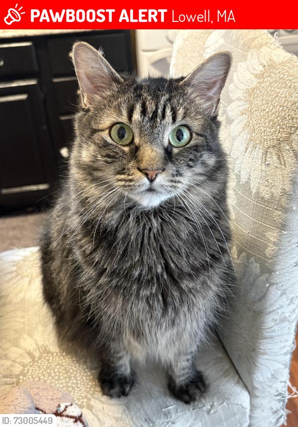 Lost Female Cat last seen Adam’s st or wilder area , Lowell, MA 01851