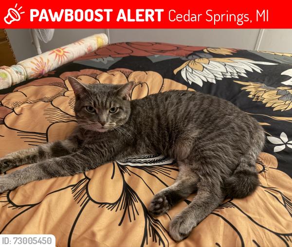 Lost Male Cat last seen Near Hemlock Ave, Cedar Springs, MI 49319 in White Creek Country est trailer park homes, Cedar Springs, MI 49319