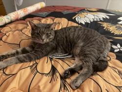 Lost Male Cat last seen Near Hemlock Ave, Cedar Springs, MI 49319 in White Creek Country est trailer park homes, Cedar Springs, MI 49319