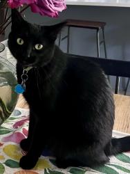 Lost Female Cat last seen In Paloma Creek South, Lake Way and Lake Meadow are the side streets. Water Garden is the street behind me, Little Elm, TX 75068