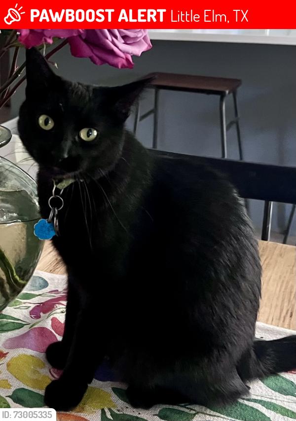 Lost Female Cat last seen In Paloma Creek South, Lake Way and Lake Meadow are the side streets. Water Garden is the street behind me, Little Elm, TX 75068