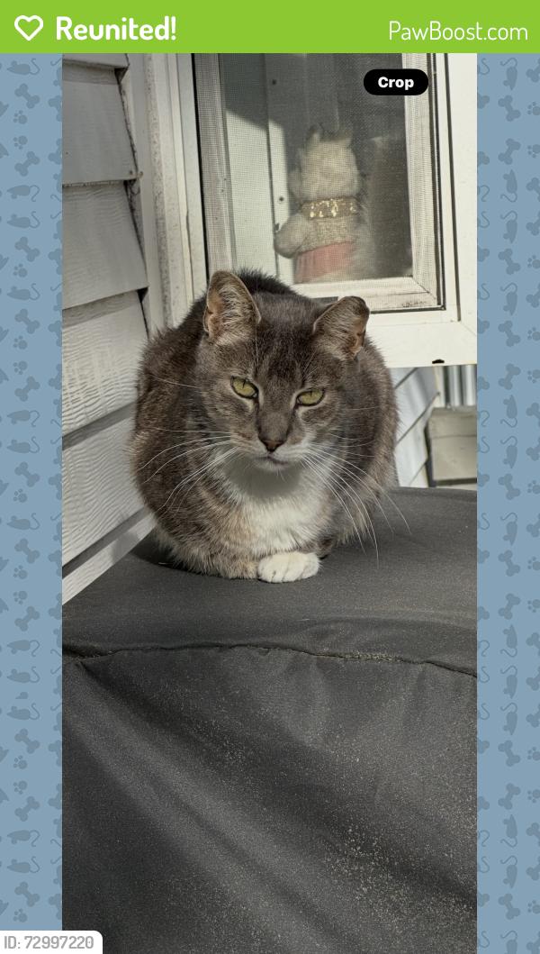 Reunited Male Cat last seen Across from target on rt 73 marlton, Evesham, NJ 08053