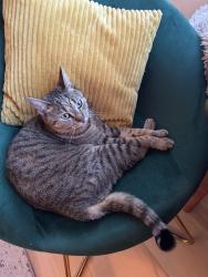 Reunited Female Cat last seen Centre Ave, Secaucus, Secaucus, NJ 07094
