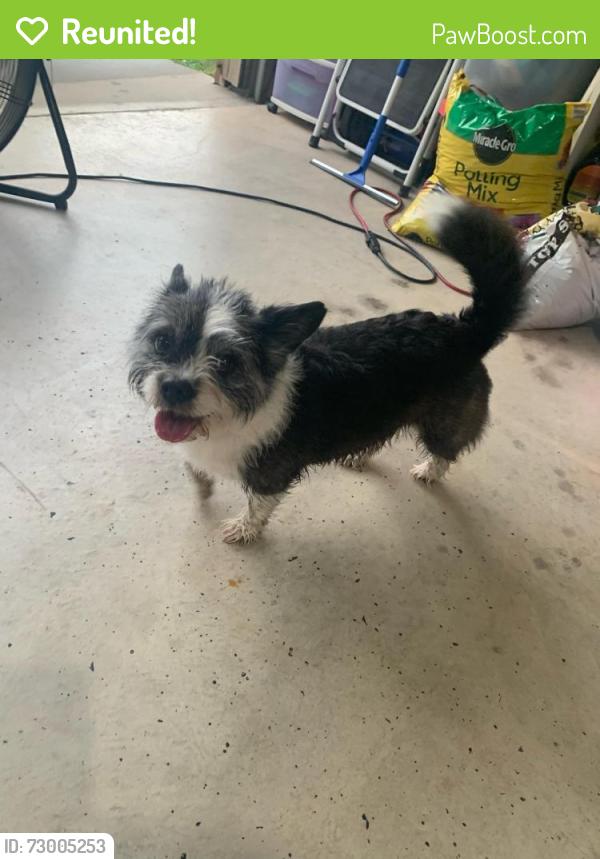 Reunited Female Dog last seen SW 15th and Mustang Road, Yukon, OK 73099