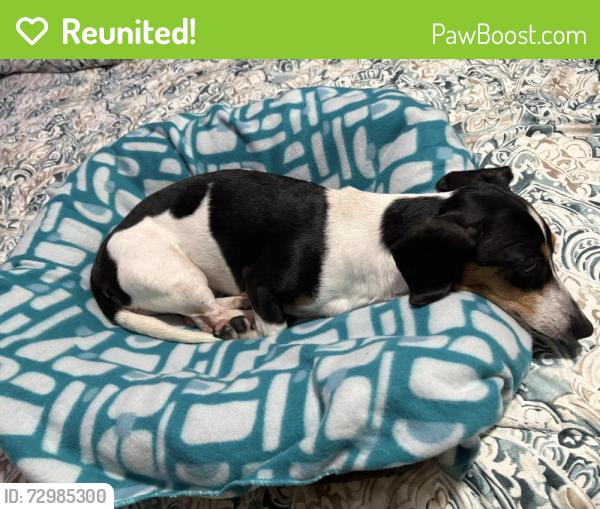 Reunited Female Dog last seen Plantation drive and Coronet road, Polk County, FL 33811