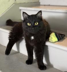 Lost Male Cat last seen South Perry St and 17th Ave, Spokane, WA 99202