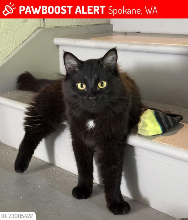 Lost Male Cat last seen South Perry St and 17th Ave, Spokane, WA 99202