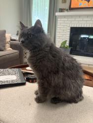 Reunited Male Cat last seen Remington Oaks Subdivision, Fenton, MO 63026