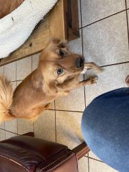 Reunited Female Dog last seen Cherry Hill and North Beverly Cemetery, Beverly, MA 01915