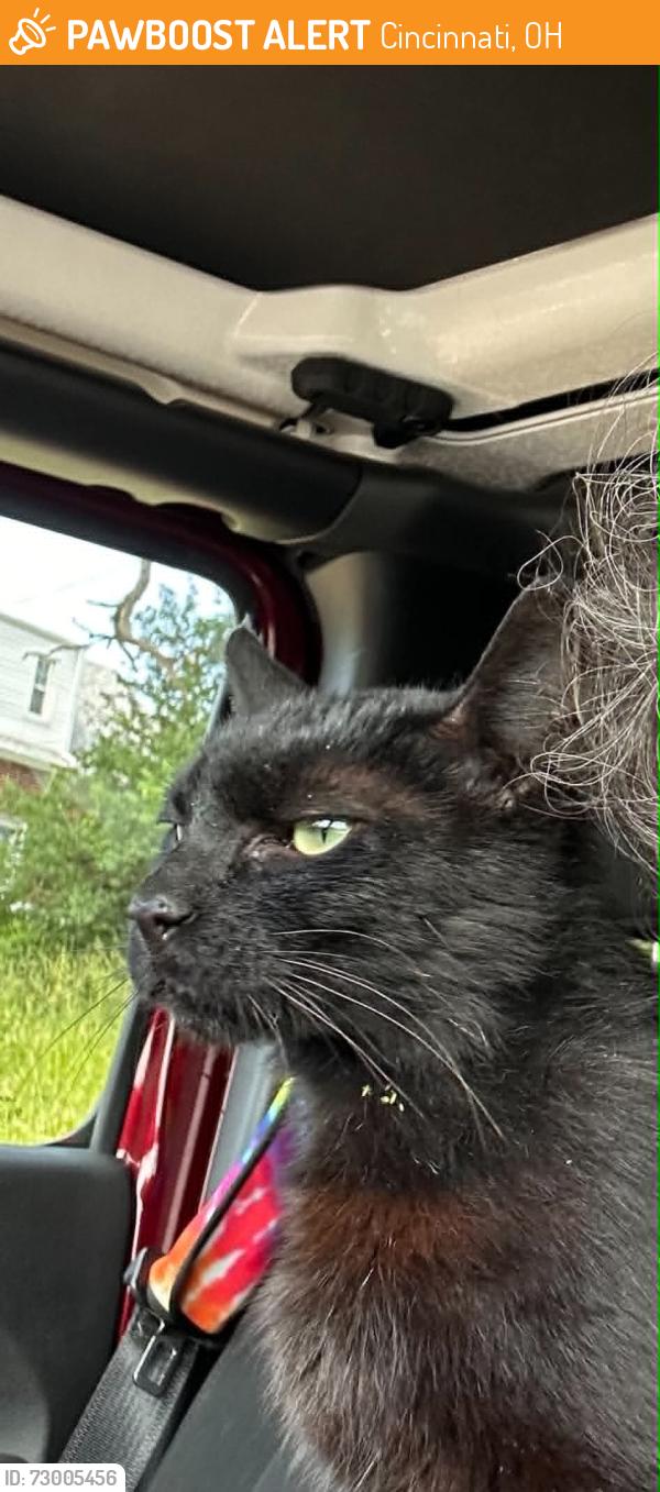 Found/Stray Male Cat last seen Colerain Ave, Cincinnati, OH 45223