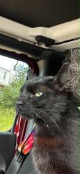 Found/Stray Male Cat last seen Colerain Ave, Cincinnati, OH 45223