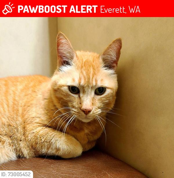 Lost Male Cat last seen Eisenhower Middle School 100th St SE & 25th Ave SE, Everett, WA 98208, Everett, WA 98208