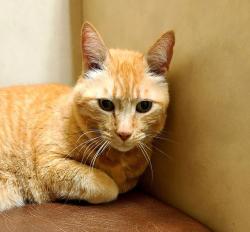 Lost Male Cat last seen Eisenhower Middle School 100th St SE & 25th Ave SE, Everett, WA 98208, Everett, WA 98208