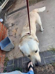 Found/Stray Male Dog last seen Nordal and Monteol, San Marcos, CA 92069
