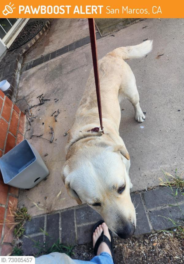 Found/Stray Male Dog last seen Nordal and Monteol, San Marcos, CA 92069