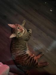 Lost Male Cat last seen Hickory Hill Rd , Montgomery County, TX 77380