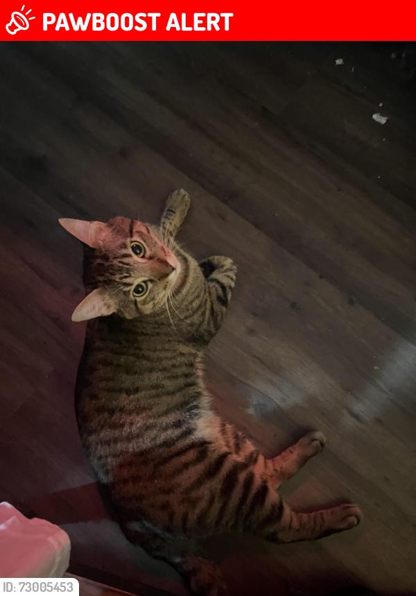 Lost Male Cat last seen Hickory Hill Rd , Montgomery County, TX 77380