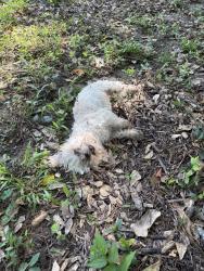 Found/Stray Male Dog last seen Located behind the tennis courts at the Racquet Center at the Woodlands, The Woodlands, TX 77380