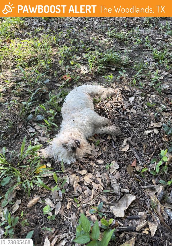 Found/Stray Male Dog last seen Located behind the tennis courts at the Racquet Center at the Woodlands, The Woodlands, TX 77380