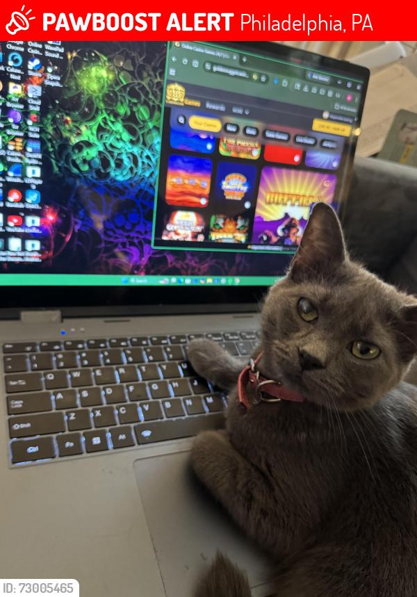 Lost Female Cat last seen 19th and popular and 19th and girard, Philadelphia, PA 19130