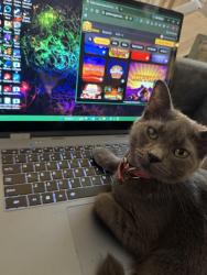 Lost Female Cat last seen 19th and popular and 19th and girard, Philadelphia, PA 19130