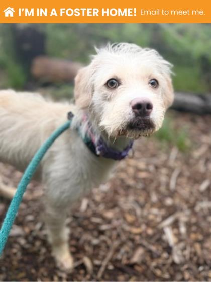 Shelter Stray Female Dog last seen Near Denham Circle, 21225, MD, 301 Stockholm St, Baltimore, MD 21230, USA