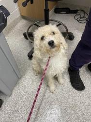 Shelter Stray Male Dog last seen Near N Woodington Rd Balt., MD 21229, 21229, MD, 301 Stockholm St, Baltimore, MD 21230, USA
