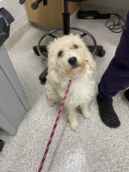 Shelter Stray Male Dog last seen Near N Woodington Rd Balt., MD 21229, 21229, MD, 301 Stockholm St, Baltimore, MD 21230, USA