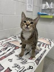 Shelter Stray Male Cat last seen Near Robb st, 21218, MD, 301 Stockholm St, Baltimore, MD 21230, USA